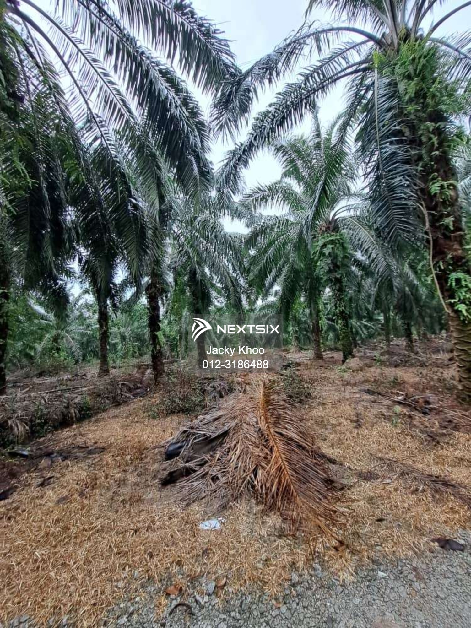 Agricultural Land For Sale in Banting Selangor - Image 4