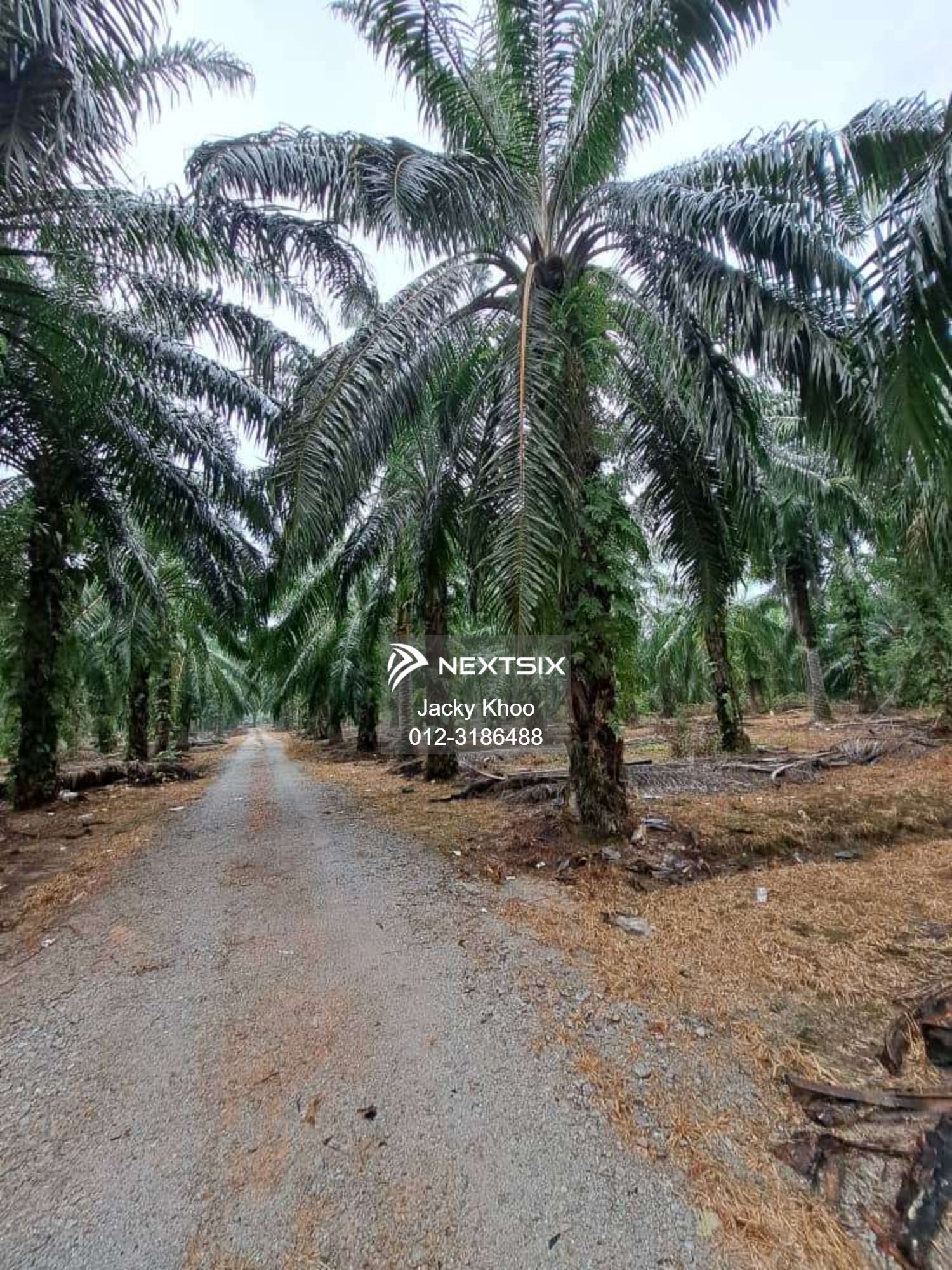 Agricultural Land For Sale in Banting Selangor - Image 5