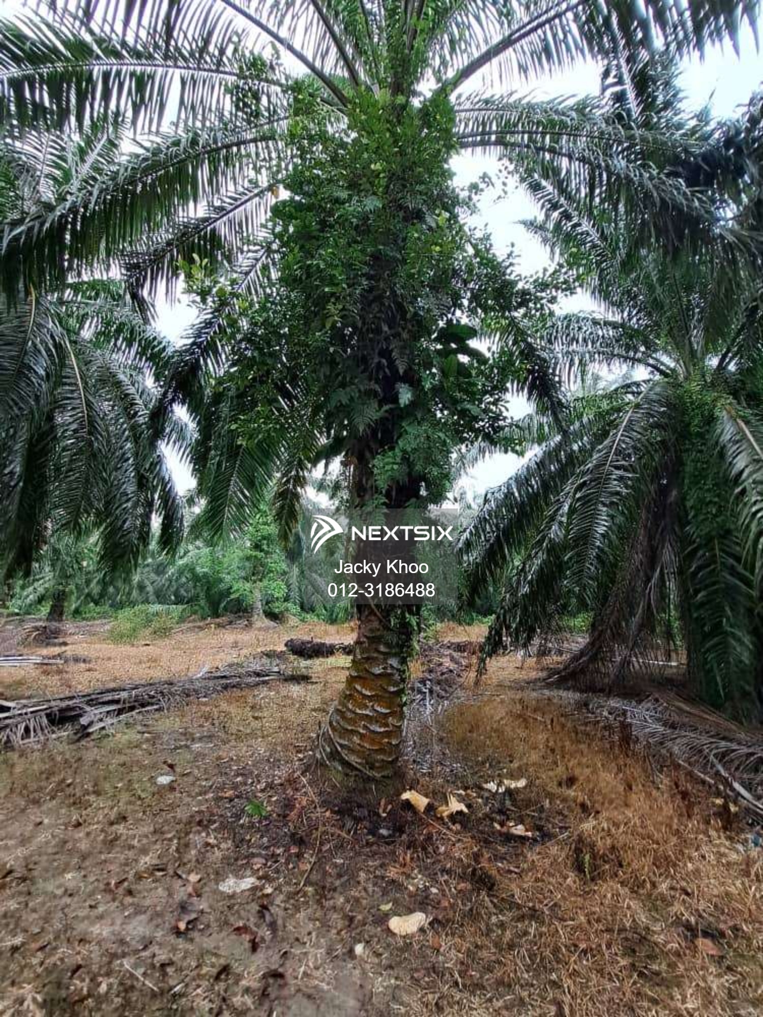 Agricultural Land For Sale in Banting Selangor - Image 6
