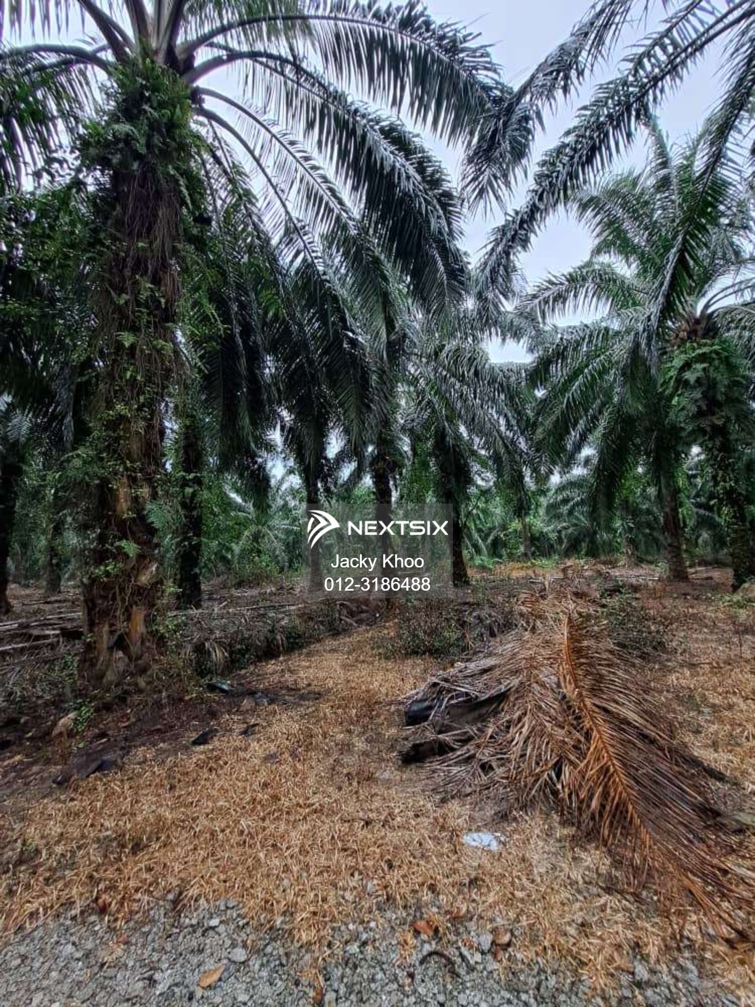 Agricultural Land For Sale in Banting Selangor - Image 7