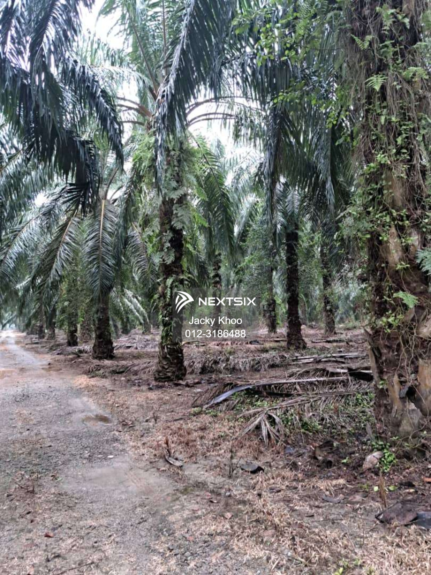 Agricultural Land For Sale in Banting Selangor - Image 8