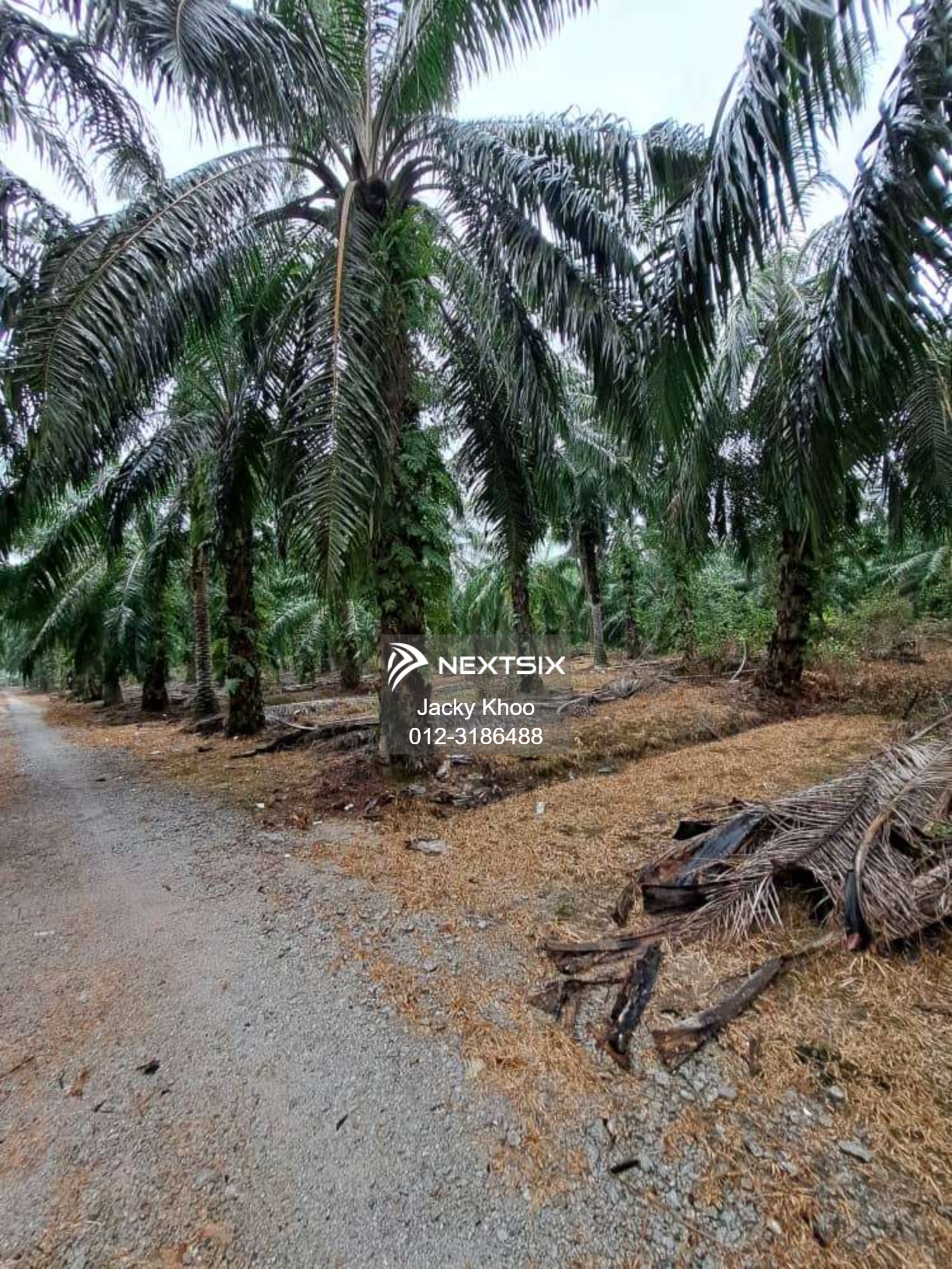 Agricultural Land For Sale in Banting Selangor - Image 9
