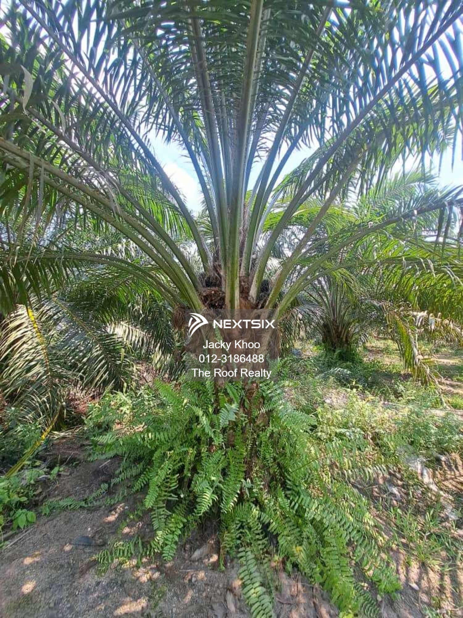 Agricultural Land For Sale in Banting Selangor - Image 5