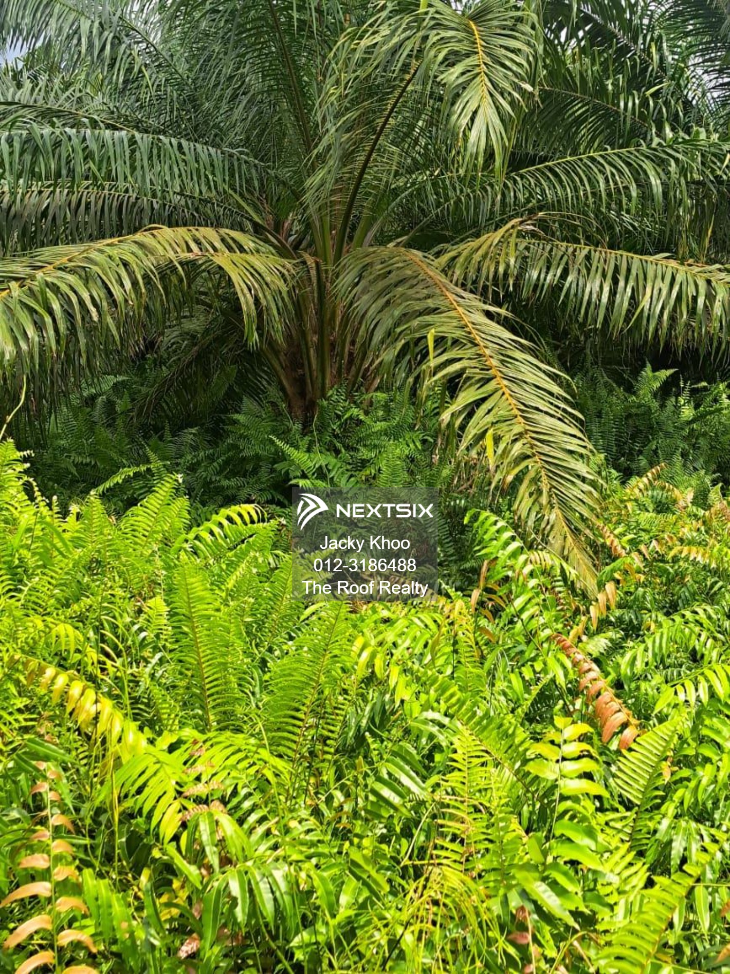 Agricultural Land For Sale in Banting Selangor - Image 6