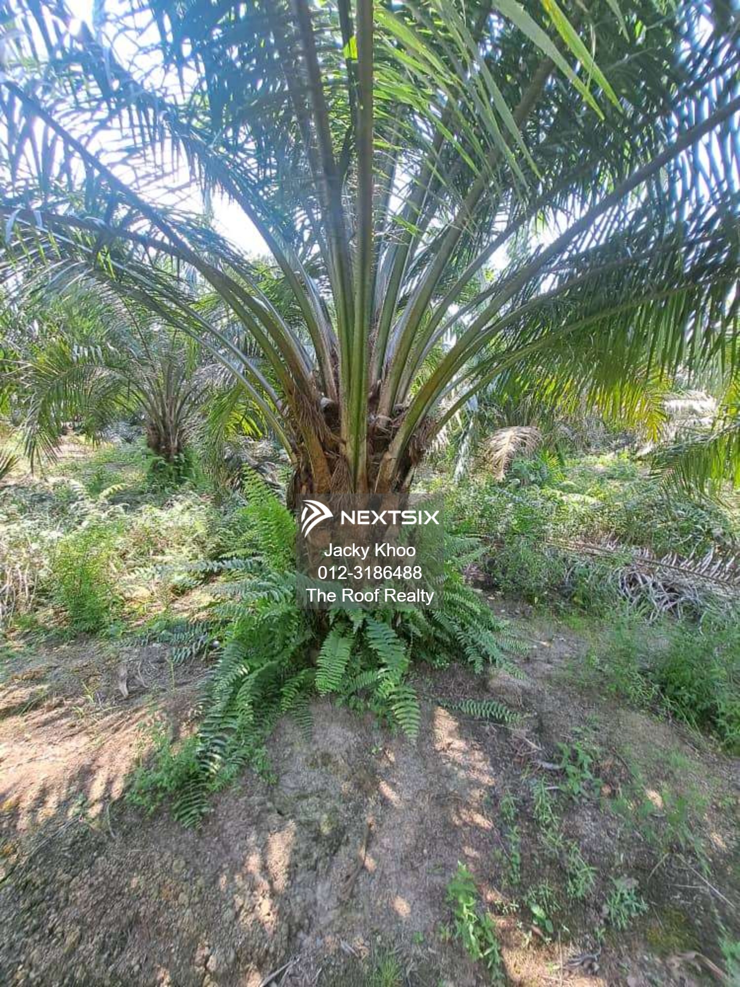 Agricultural Land For Sale in Banting Selangor