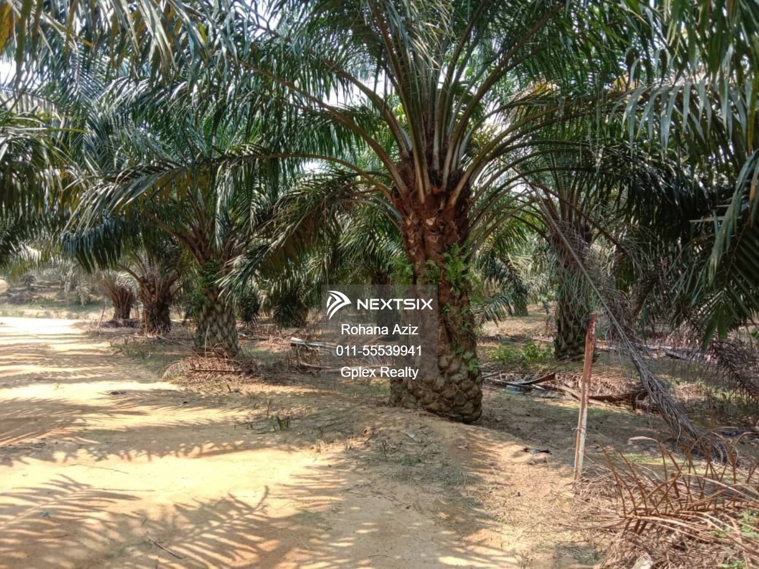 Agricultural Land For Sale in Jerantut Pahang