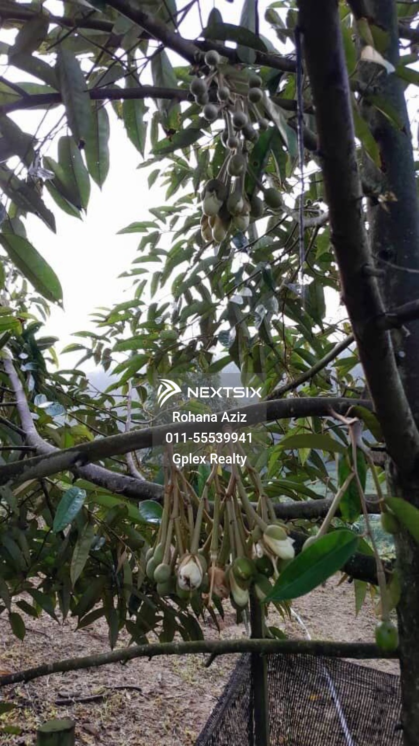 Agricultural Land For Sale in Raub Pahang