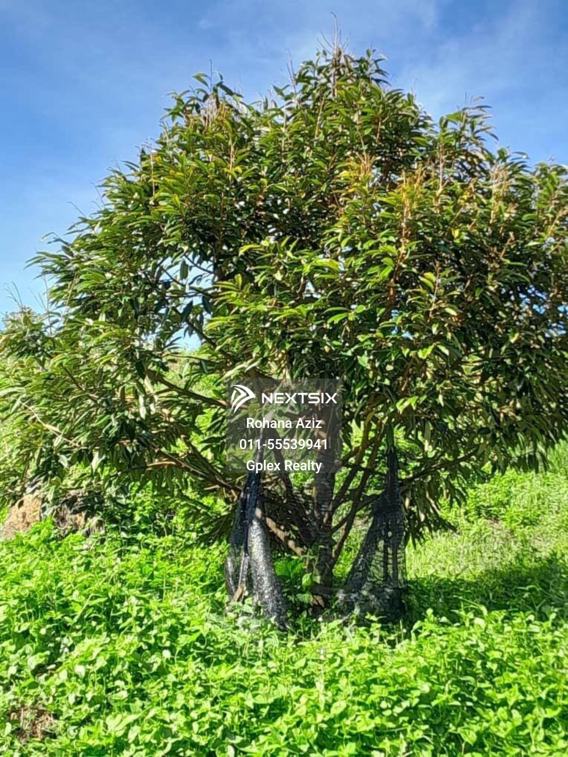 Agricultural Land For Sale in Raub Pahang - Image 11