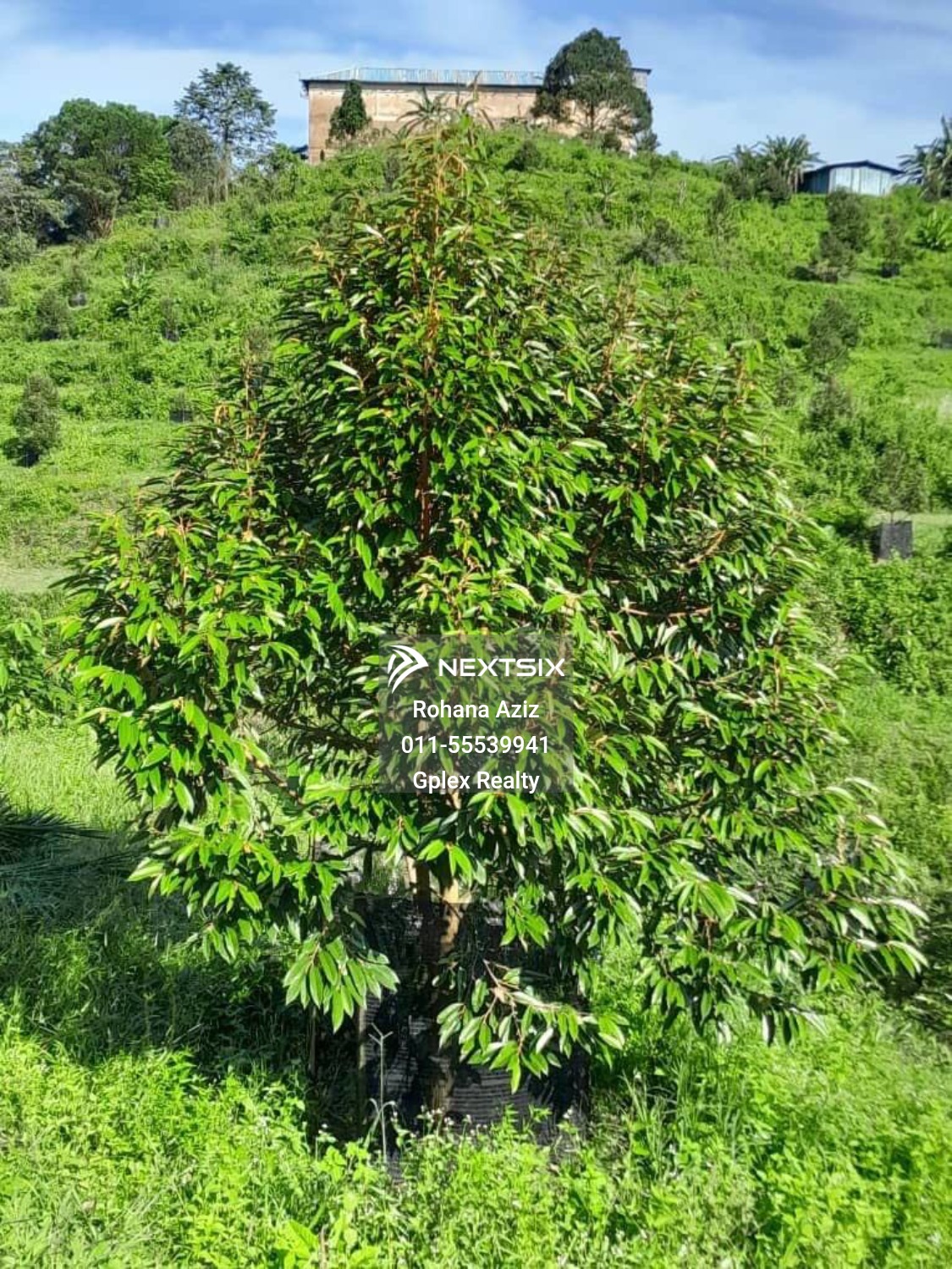 Agricultural Land For Sale in Raub Pahang - Image 13