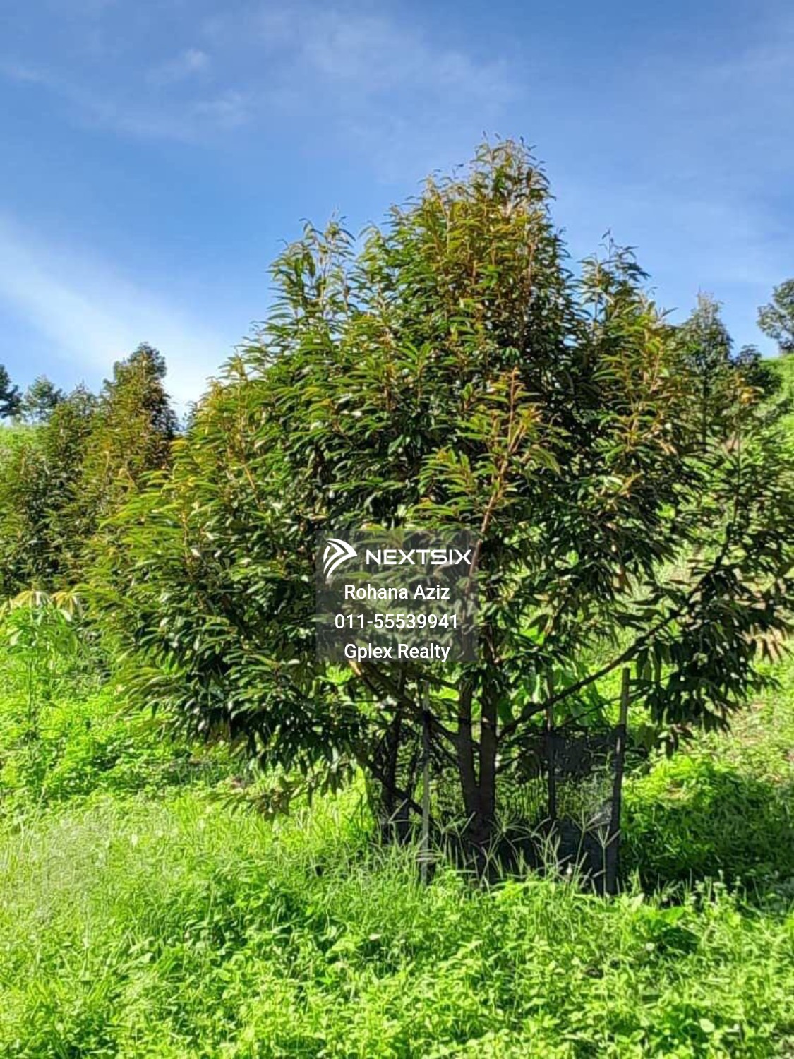 Agricultural Land For Sale in Raub Pahang - Image 14