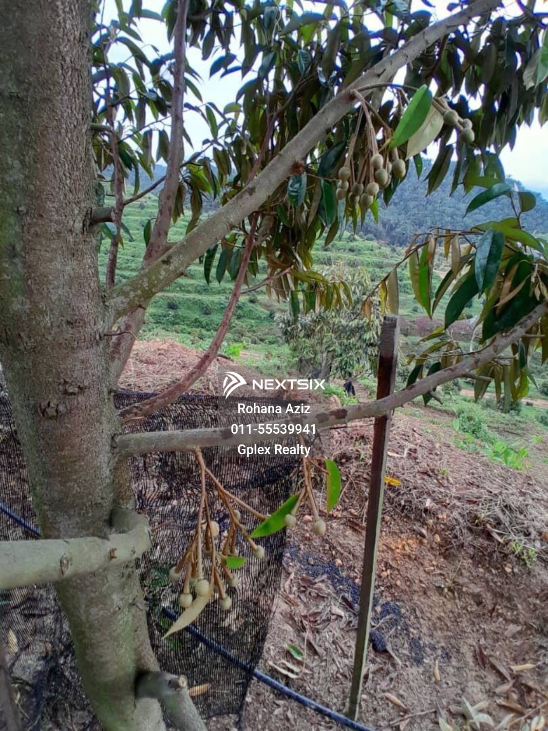 Agricultural Land For Sale in Raub Pahang - Image 15