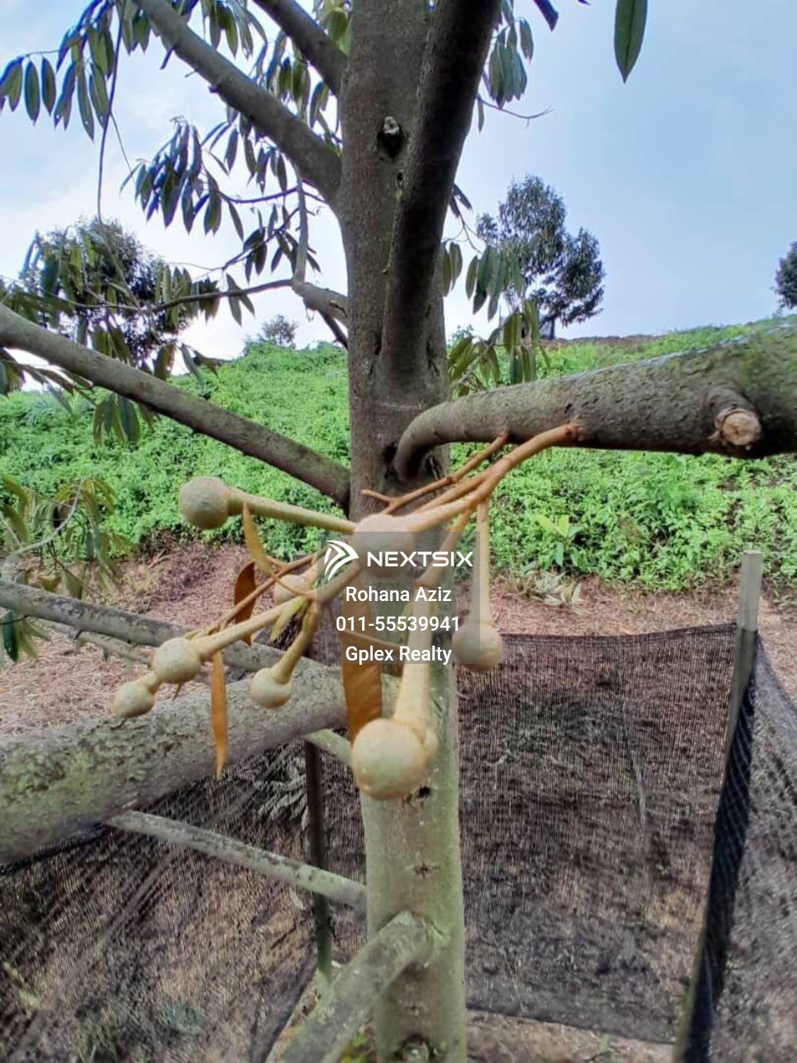 Agricultural Land For Sale in Raub Pahang - Image 6