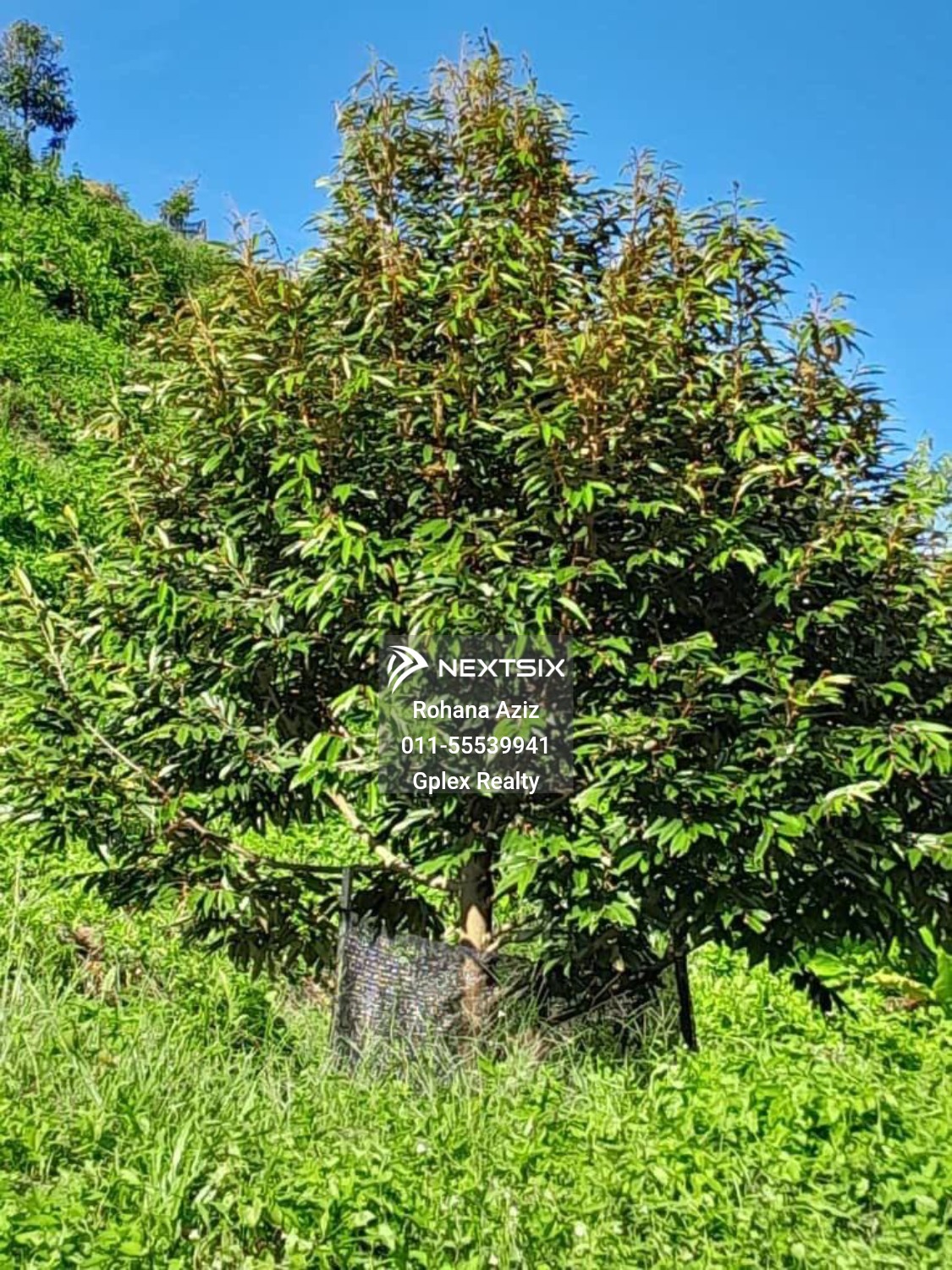 Agricultural Land For Sale in Raub Pahang - Image 9