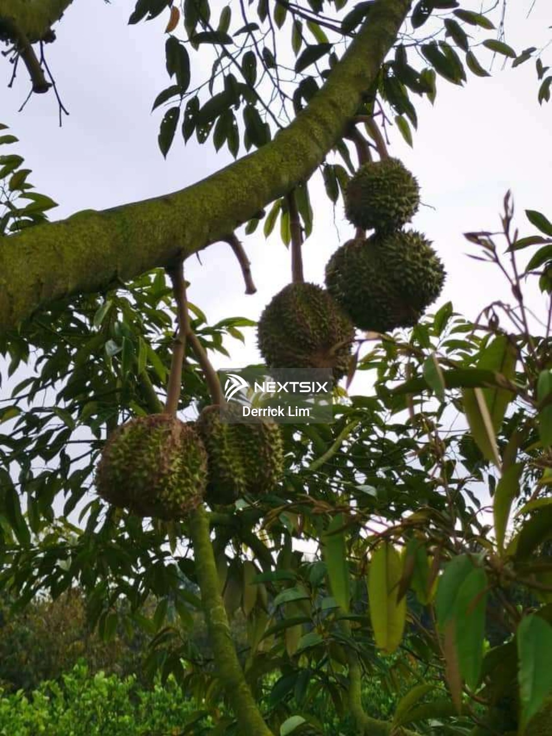 Agricultural Land For Sale in Kulai Johor - Image 11