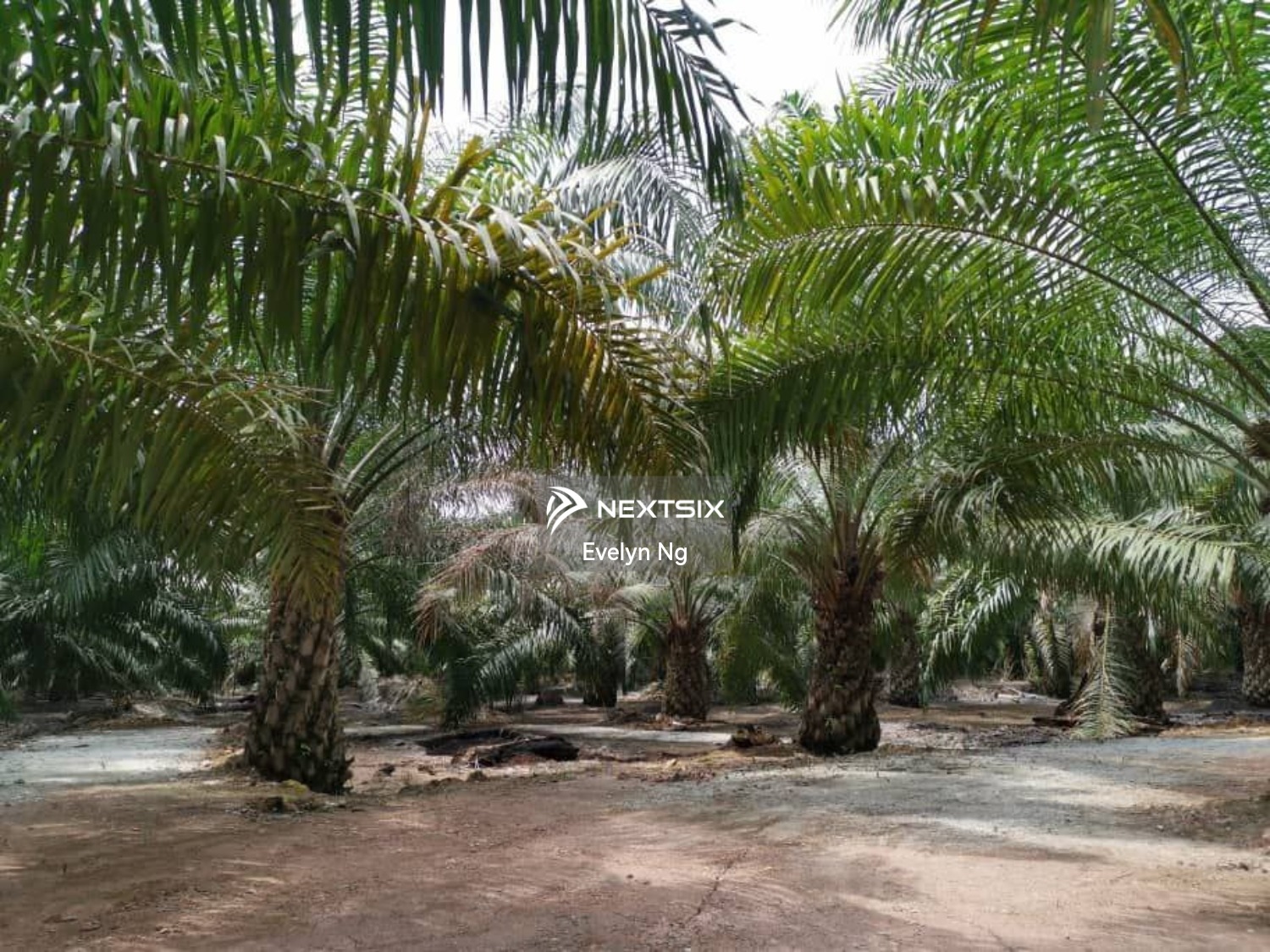 Agricultural Land For Sale in Pontian Johor - Image 5