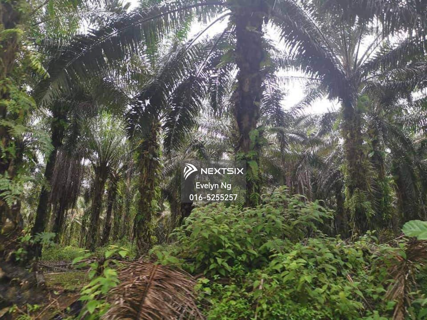 Agricultural Land For Sale in Kota Tinggi Johor - Image 5