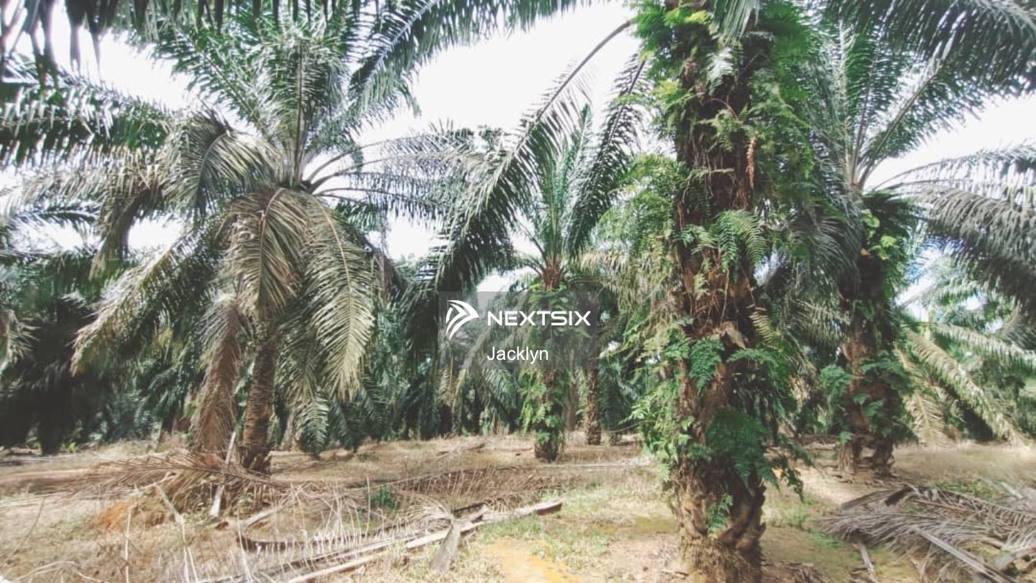 Agricultural Land For Sale in Labis Johor - Image 5