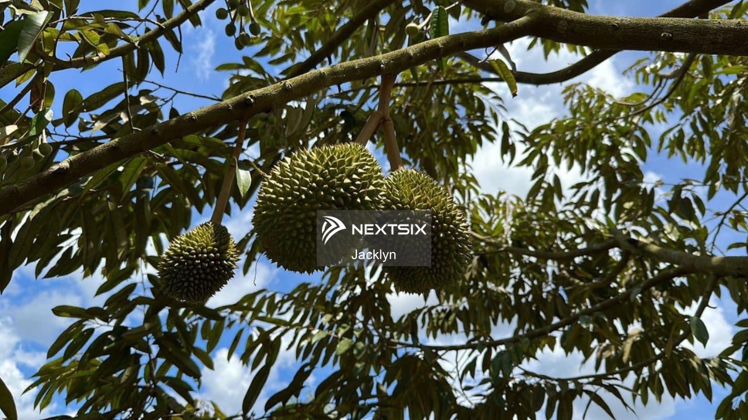 Agricultural Land For Sale in Kluang Johor