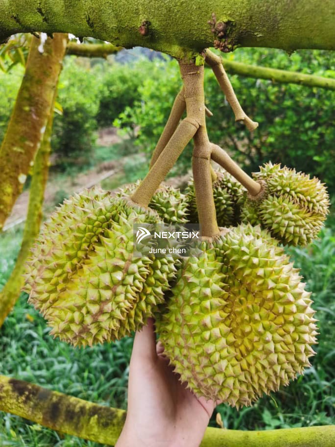 Agricultural Land For Sale in Kulai Johor - Image 5