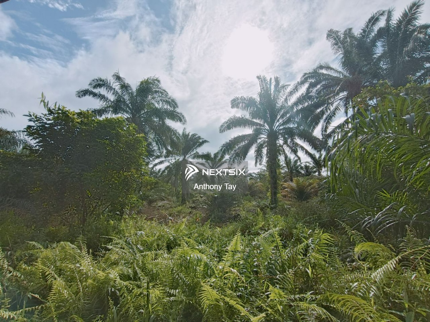 Agricultural Land For Sale in Pontian Johor - Image 2