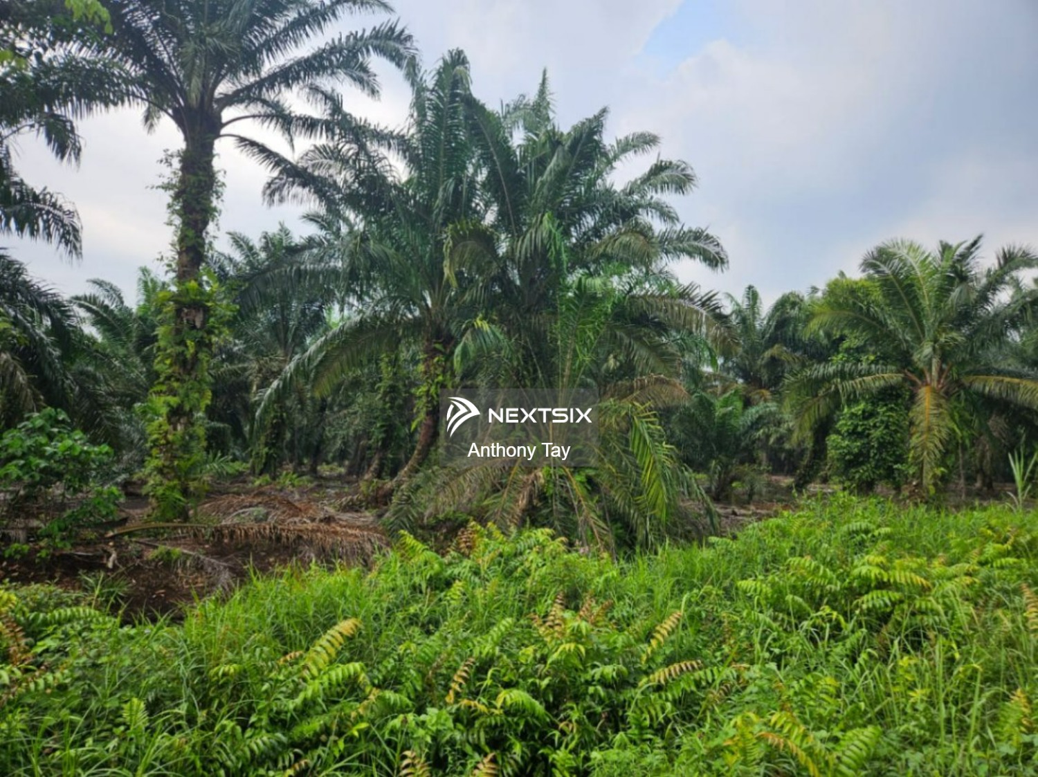 Agricultural Land For Sale in Pontian Johor - Image 3