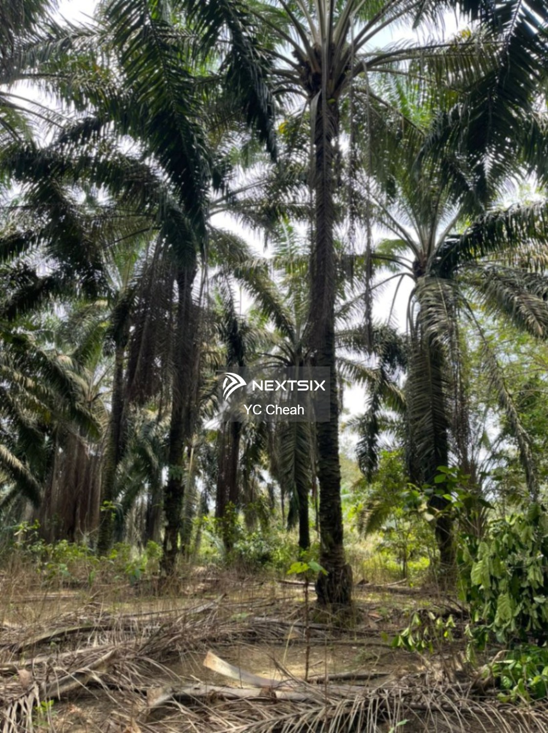 Agricultural Land For Sale in Kulai Johor - Image 2