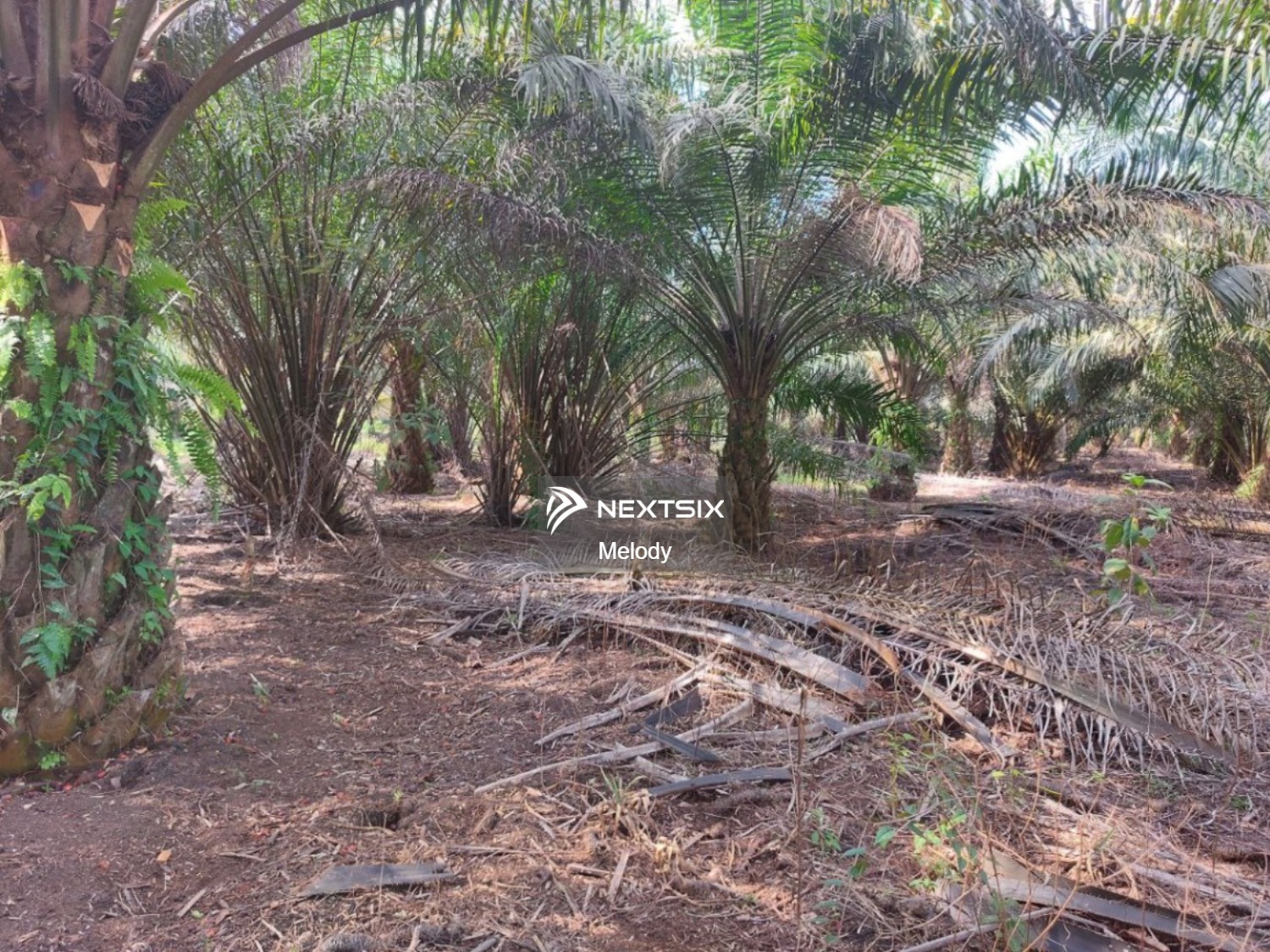 Agricultural Land For Sale in Pekan Nanas Johor