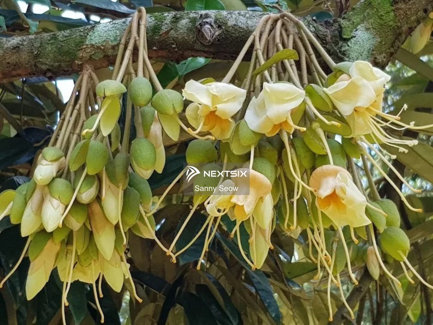 Agricultural Land For Sale in Ayer Hitam Johor - Image 2