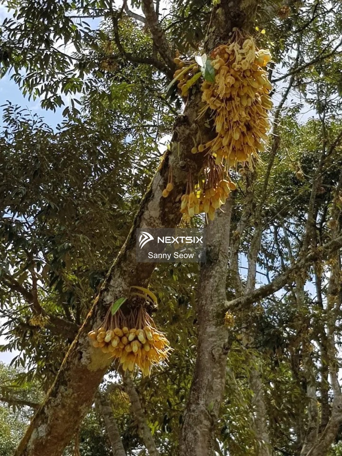 Agricultural Land For Sale in Ayer Hitam Johor - Image 8