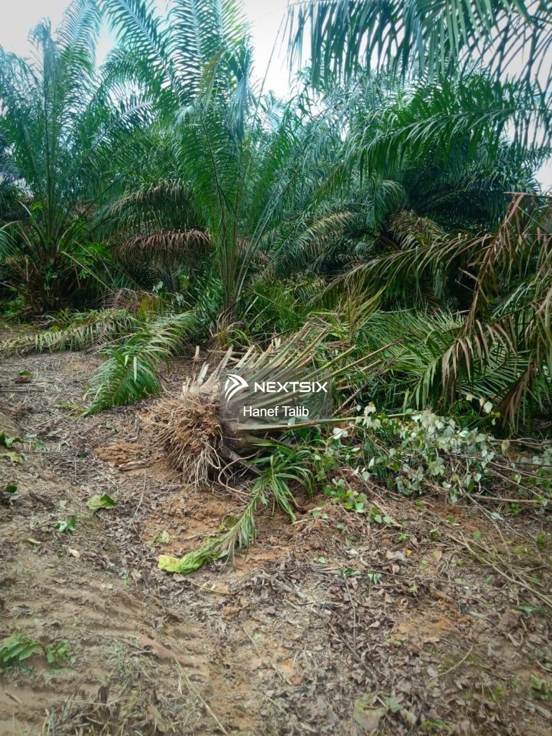 Agricultural Land For Sale in Ayer Hitam Johor - Image 3