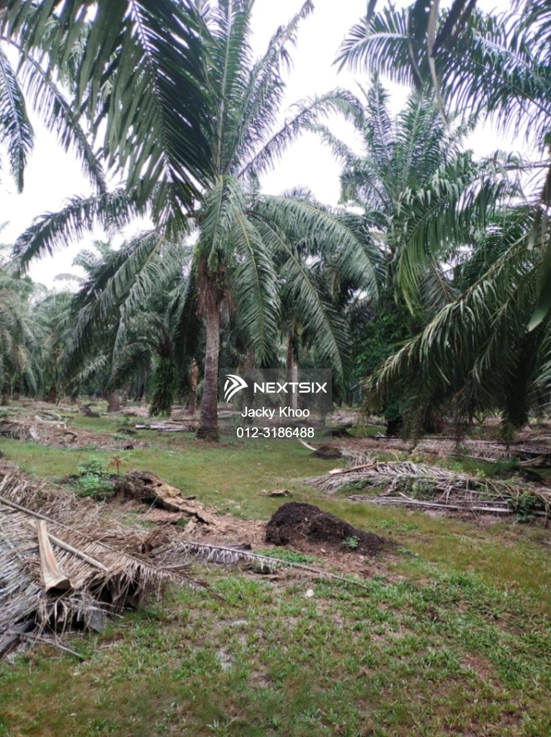 Agricultural Land For Sale in Banting Selangor - Image 3
