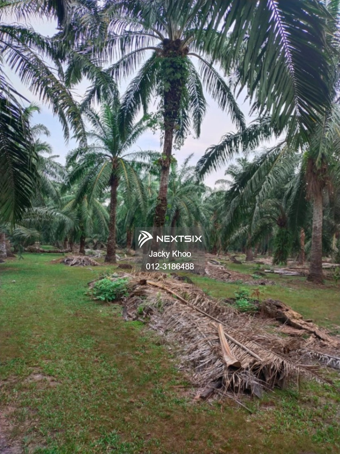 Agricultural Land For Sale in Banting Selangor - Image 4