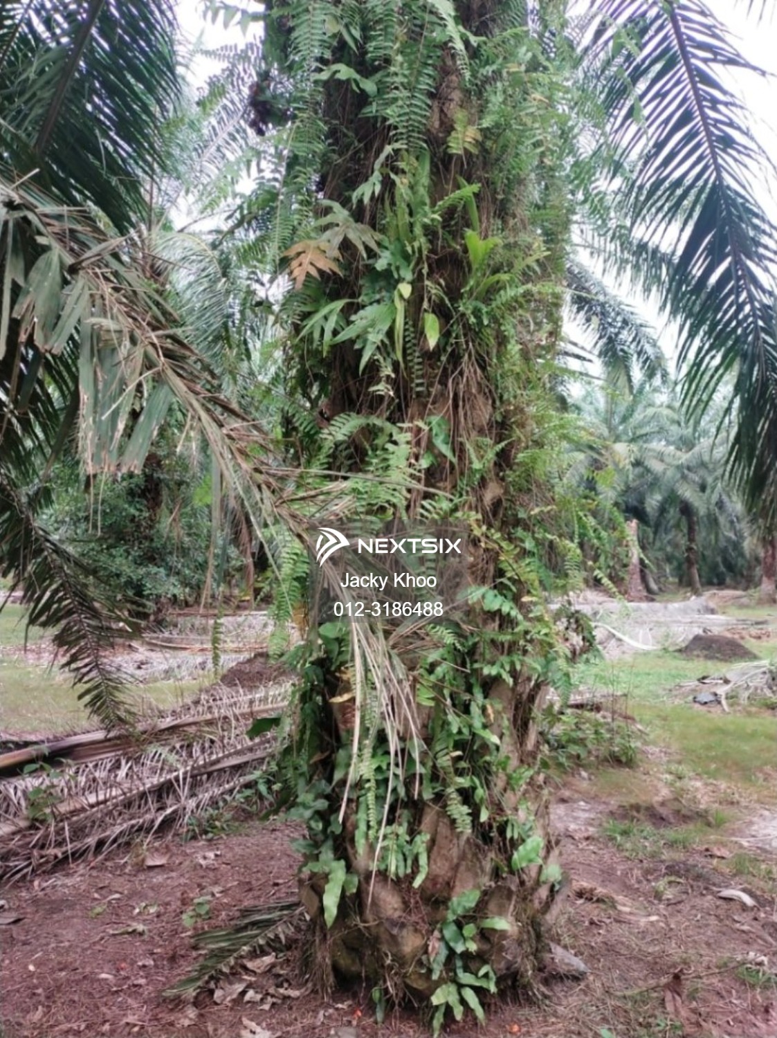 Agricultural Land For Sale in Banting Selangor - Image 8