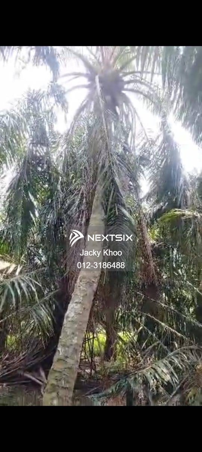 Agricultural Land For Sale in Banting Selangor