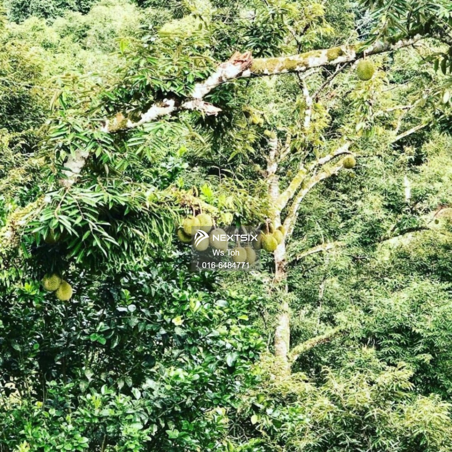 Agricultural Land For Sale in Jelebu Negeri Sembilan - Image 6