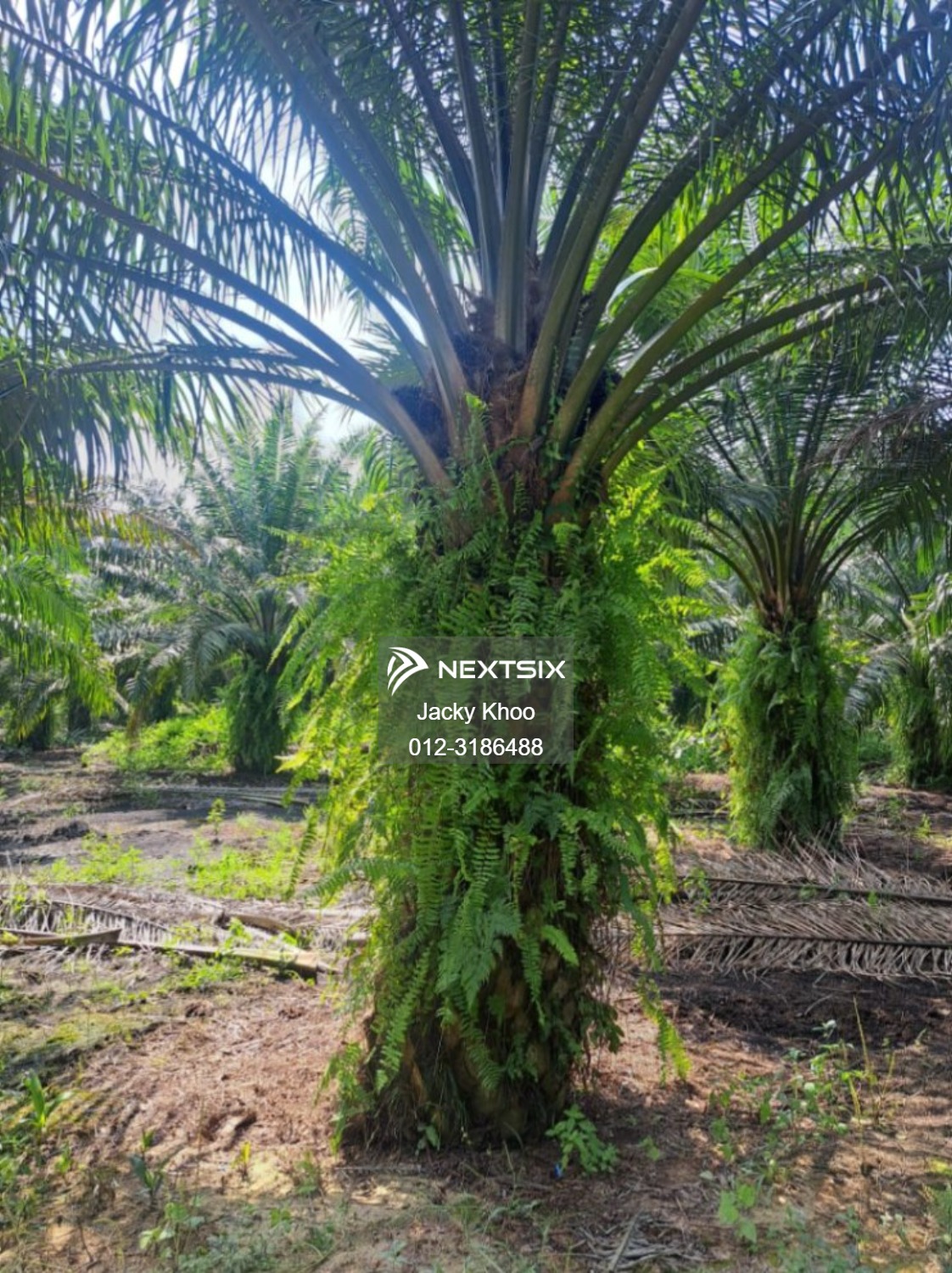 Agricultural Land For Sale in Simpang Perak