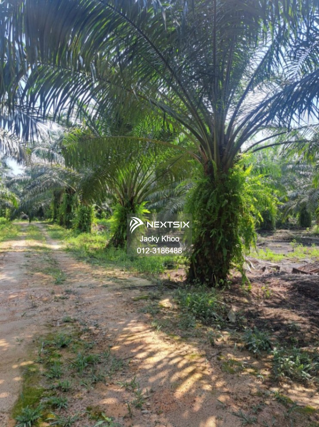 Agricultural Land For Sale in Simpang Perak - Image 4