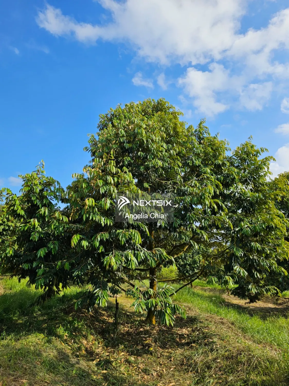 Senai Seelong Land