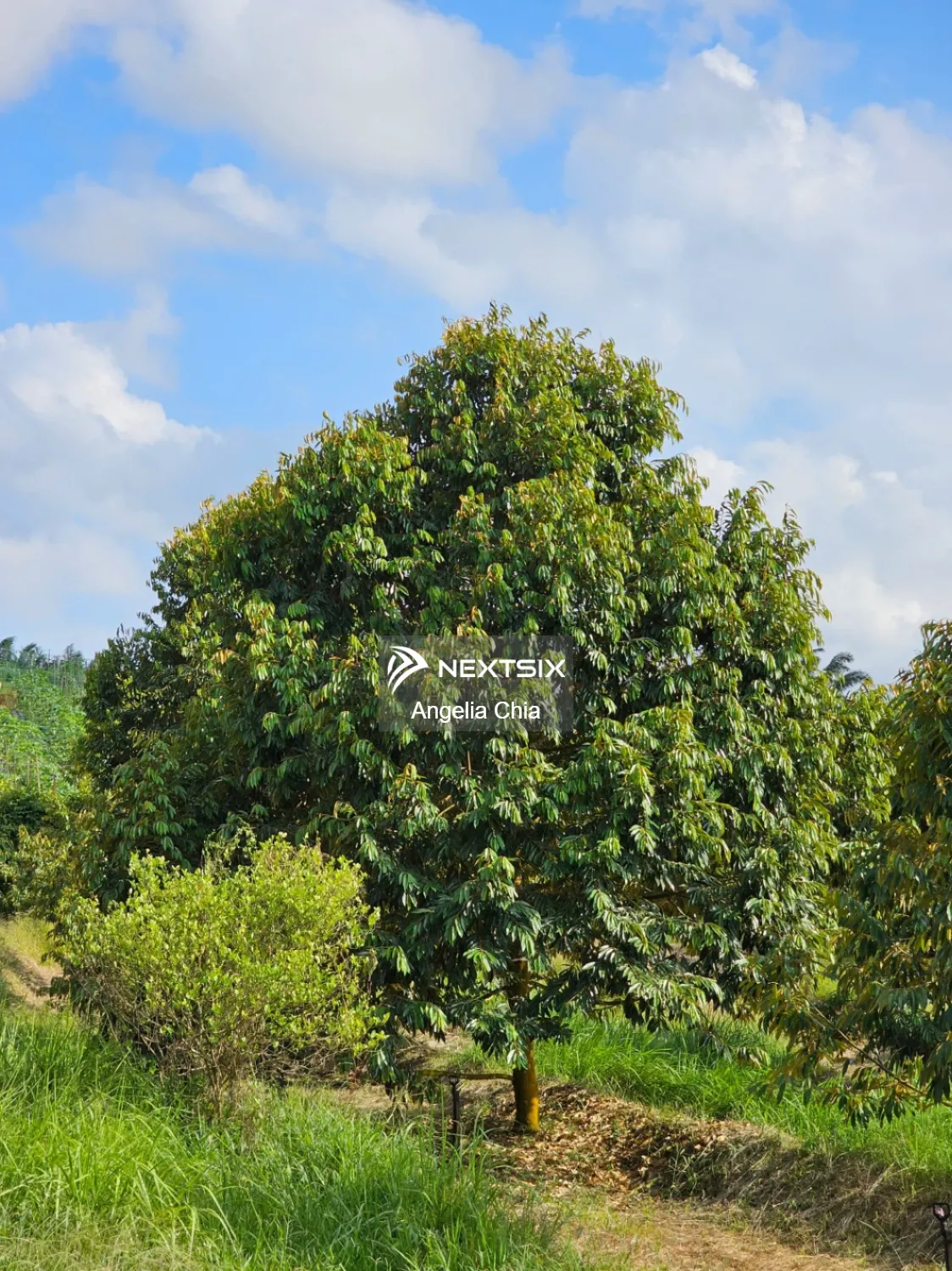 Agricultural Land For Sale in Senai Johor - Image 7