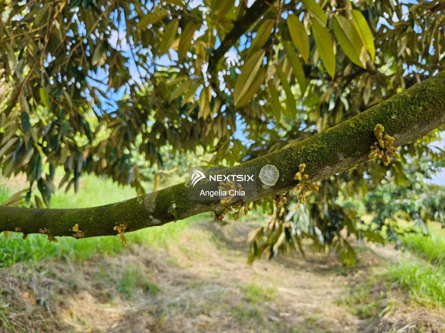 Agricultural Land For Sale in Kulai Johor - Image 10