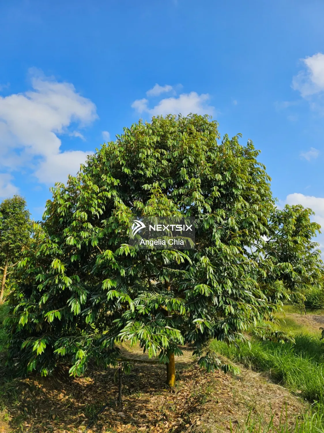 Agricultural Land For Sale in Kulai Johor - Image 11