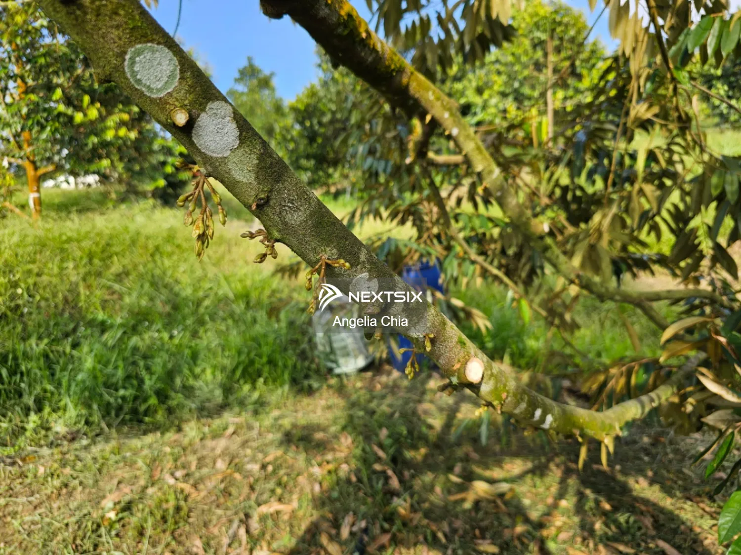 Agricultural Land For Sale in Kulai Johor - Image 15