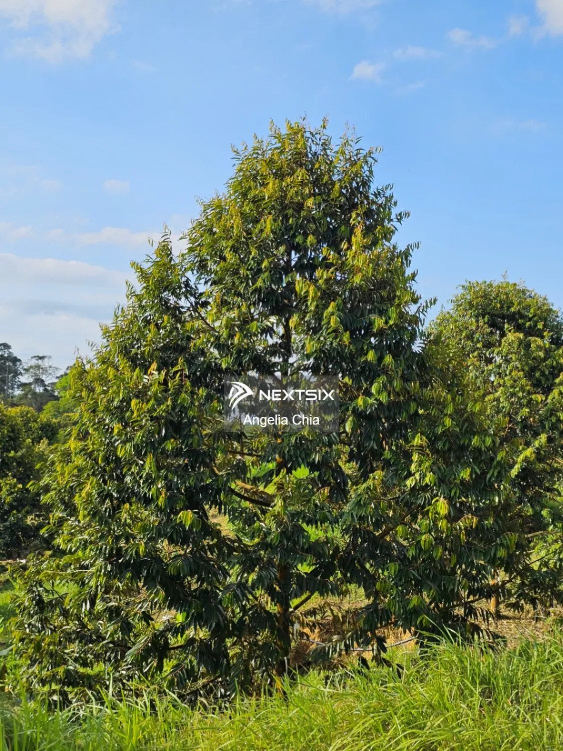 Agricultural Land For Sale in Kulai Johor - Image 17