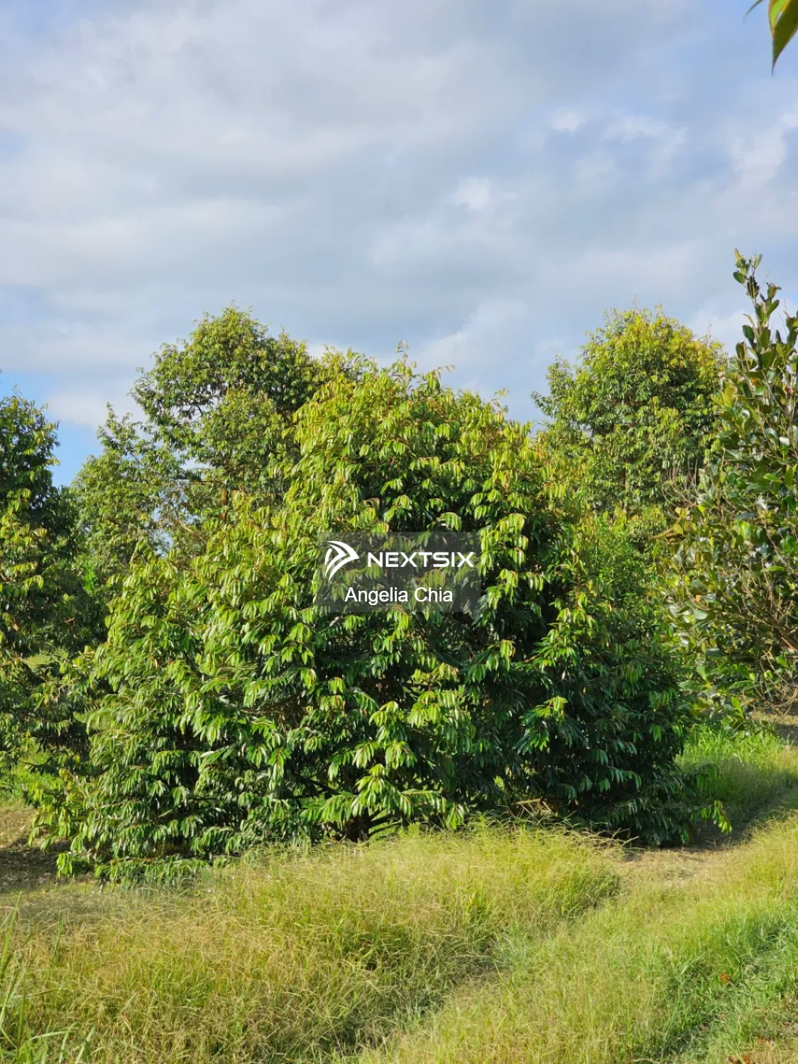 Agricultural Land For Sale in Kulai Johor - Image 18