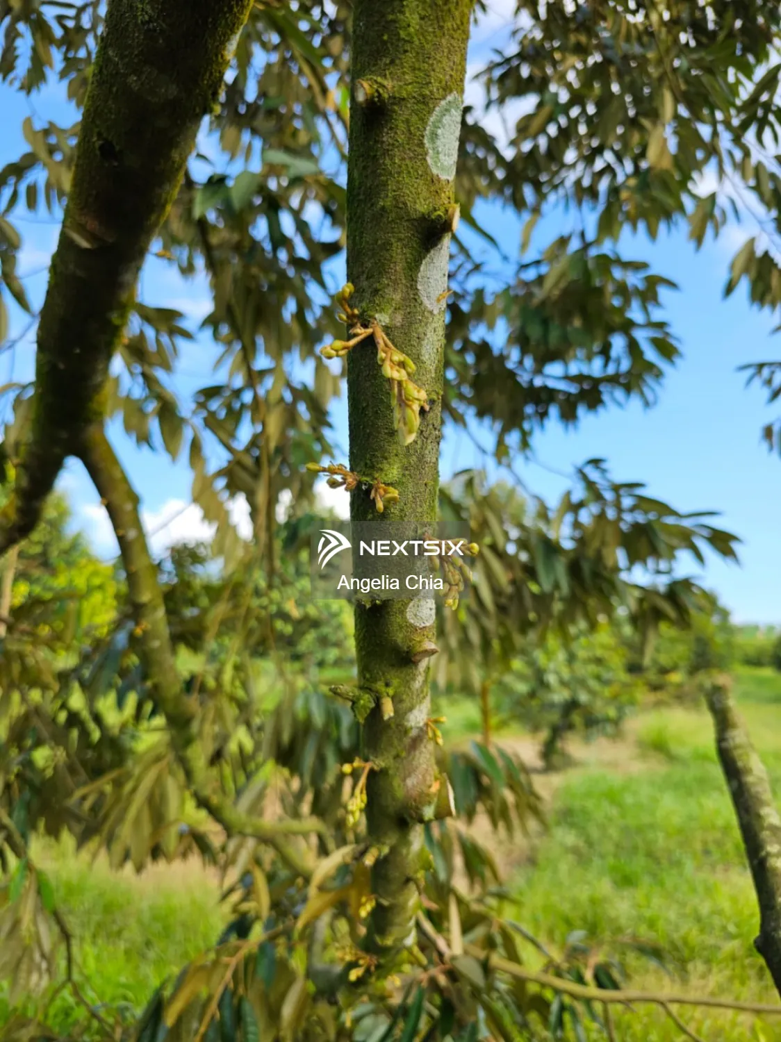 Agricultural Land For Sale in Kulai Johor - Image 19