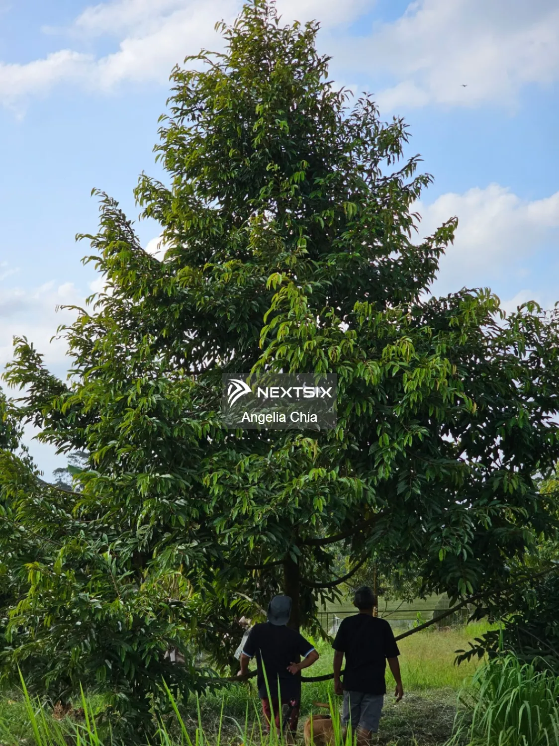 Agricultural Land For Sale in Kulai Johor - Image 7