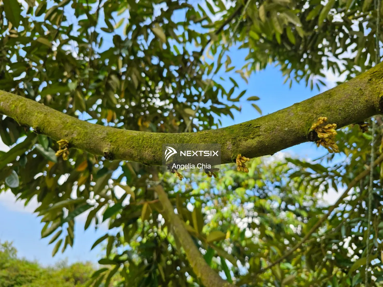 Agricultural Land For Sale in Kulai Johor - Image 8