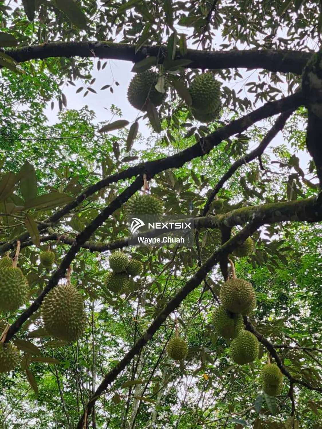 Agricultural Land For Sale in Lenggeng Negeri Sembilan - Image 6