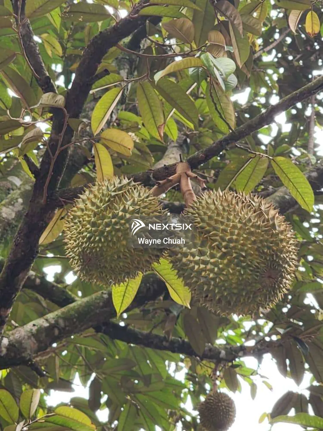 Agricultural Land For Sale in Lenggeng Negeri Sembilan - Image 7