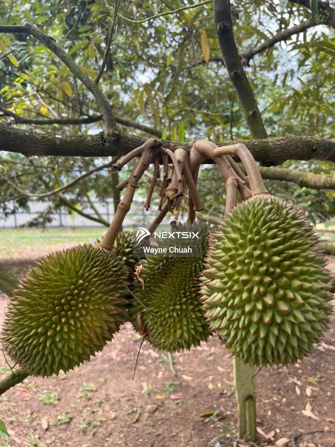 Agricultural Land For Sale in Lenggeng Negeri Sembilan - Image 8